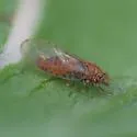 Trioza mexicana