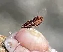 Trioza myresae