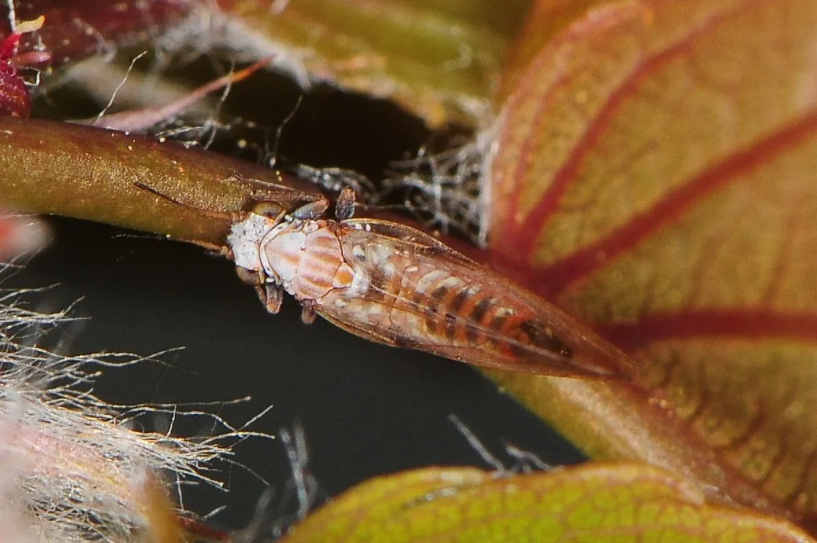 Trioza obtusa - Trioza obtusa