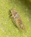 Trioza phoradendri - Trioza phoradendri