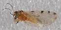 Trioza quadripunctata - photo 3