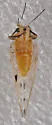 Trioza quadripunctata - photo 4