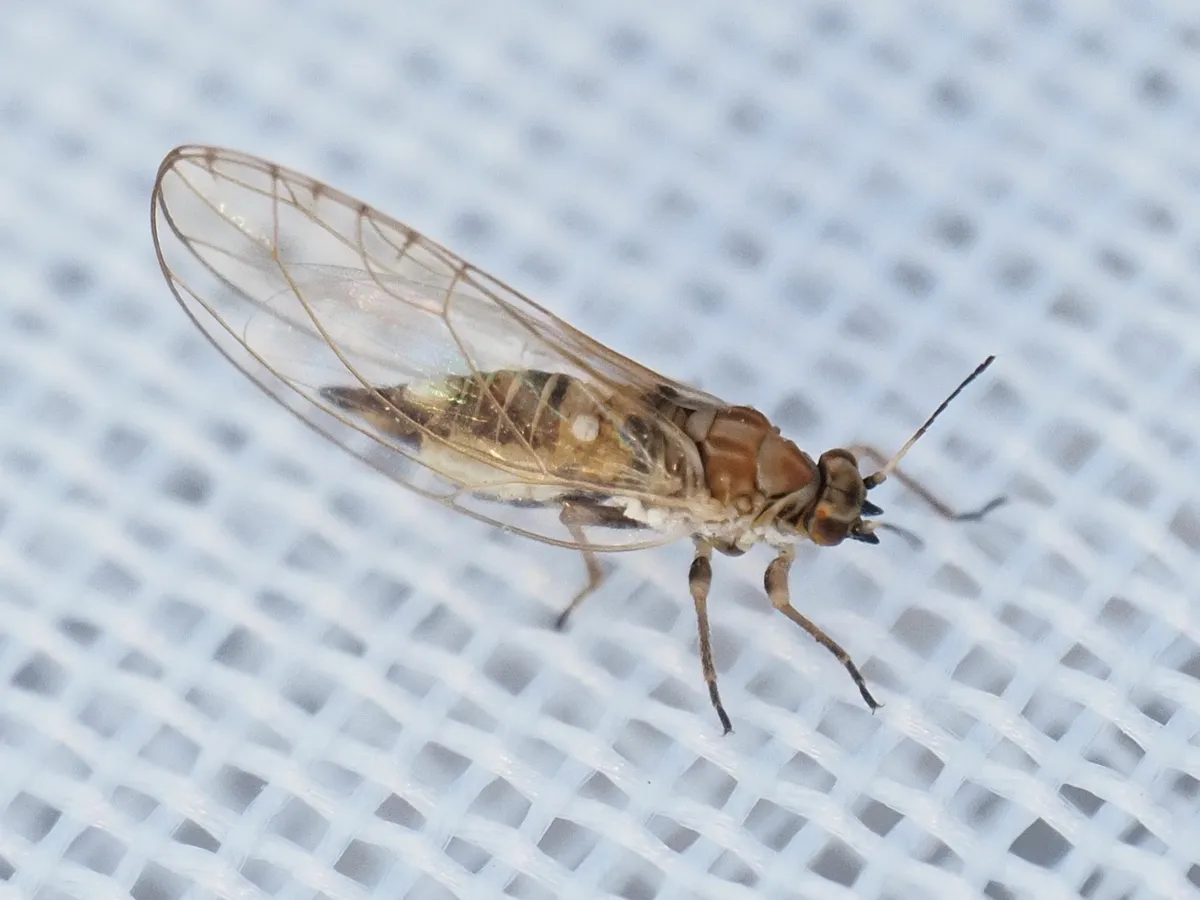 Trioza urticae - photo 3