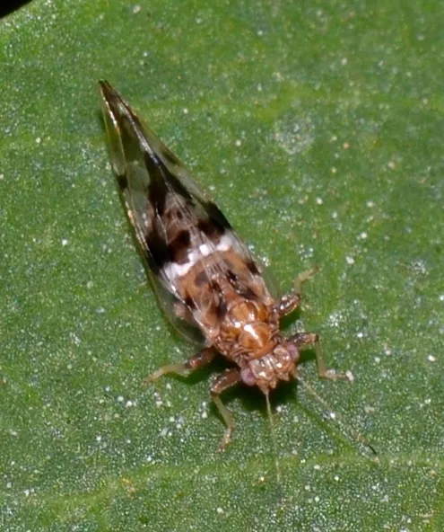 Triozidae - photo 2
