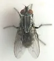 Tripanurga importuna