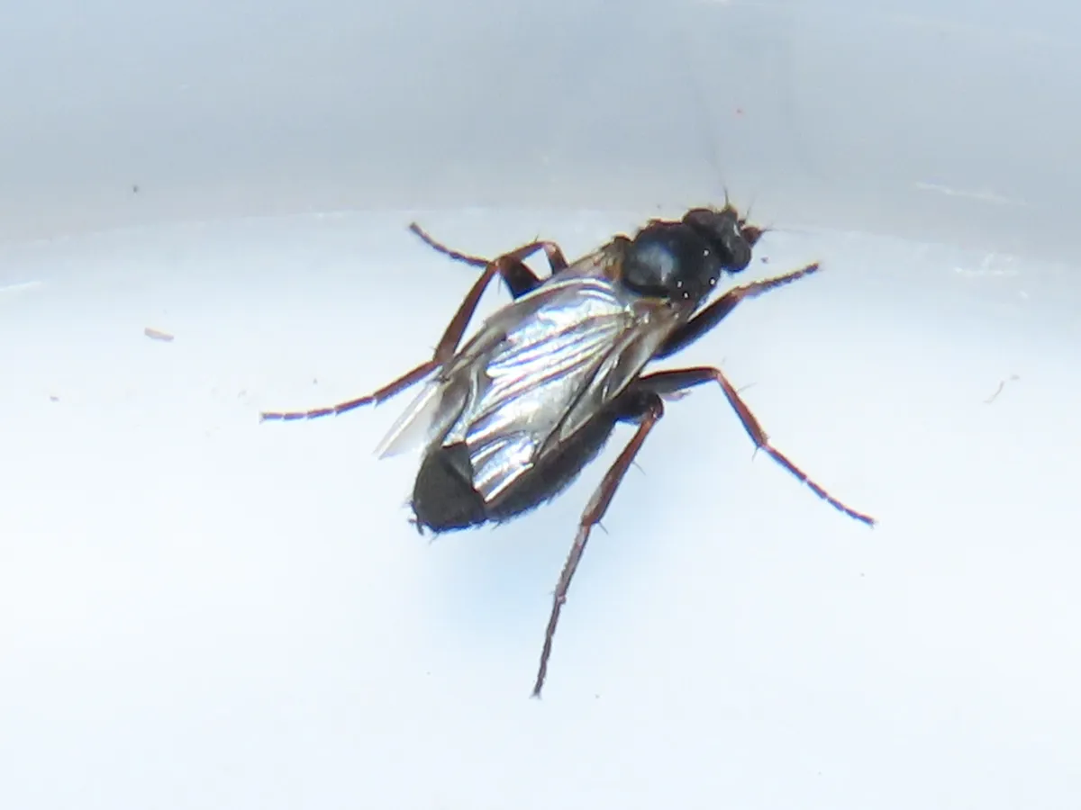 Triphleba trinervis - photo 2