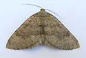 Triphosa bipectinata - Hodges#7288