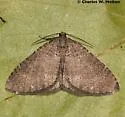 Triphosa bipectinata - Hodges#7288 - photo 2