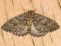 Triphosa californiata - Hodges#7287