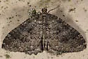 Triphosa californiata - Hodges#7287 - photo 4