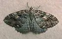 Tissue Moth - Hodges#7285