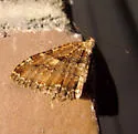 Tissue Moth - Hodges#7285 - photo 2