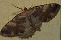 Tissue Moth - Hodges#7285 - photo 4