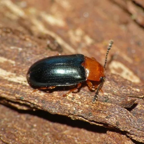 Triplax aenea