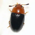 Triplax flavicollis - photo 2