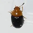 Triplax flavicollis - photo 3