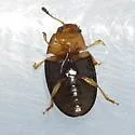 Triplax flavicollis - photo 4