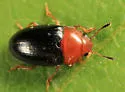 Triplax flavicollis - photo 5