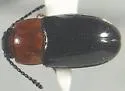 Triplax frontalis - photo 4