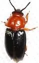 Triplax frontalis - photo 5
