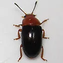 Triplax thoracica - photo 3