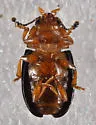 Triplax thoracica - photo 4