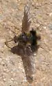 Triploechus novus - photo 2