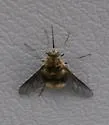 Triploechus novus - photo 3
