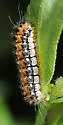 Triprocris lustrans - Hodges#4620 - photo 3