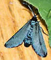 Triprocris lustrans - Hodges#4620 - photo 4