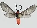 Triprocris yampai - Hodges#4630