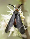 Triprocris yampai - Hodges#4630 - photo 2