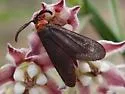 Triprocris yampai - Hodges#4630 - photo 4