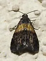 Tripudia balteata - Hodges#9005