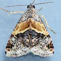 Tripudia balteata - Hodges#9005 - photo 4