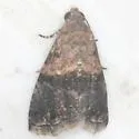 Tripudia calusa - Hodges#9007.1