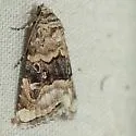 Tripudia chihuahua - Hodges#9004.1 - photo 2