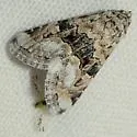 Tripudia chihuahua - Hodges#9004.1 - photo 3