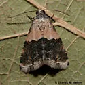 Tripudia dimidata - Hodges#9007 - Tripudia dimidata