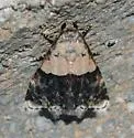Tripudia dimidata - Hodges#9007 - photo 2