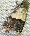 Tripudia dimidata - Hodges#9007 - photo 4