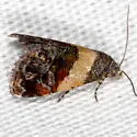 Tripudia flavofasciata - Hodges#9009