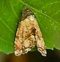 Tripudia goyanensis - Hodges#9010.1 - photo 3