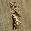 Tripudia inquaesita - Hodges#9002