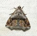 Tripudia inquaesita - Hodges#9002 - photo 4