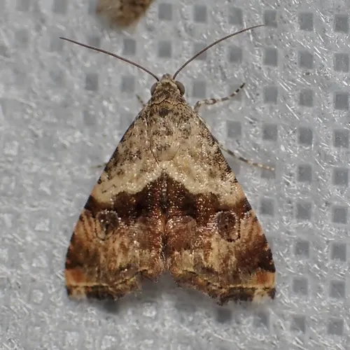 Tripudia limbatus - Hodges#9011
