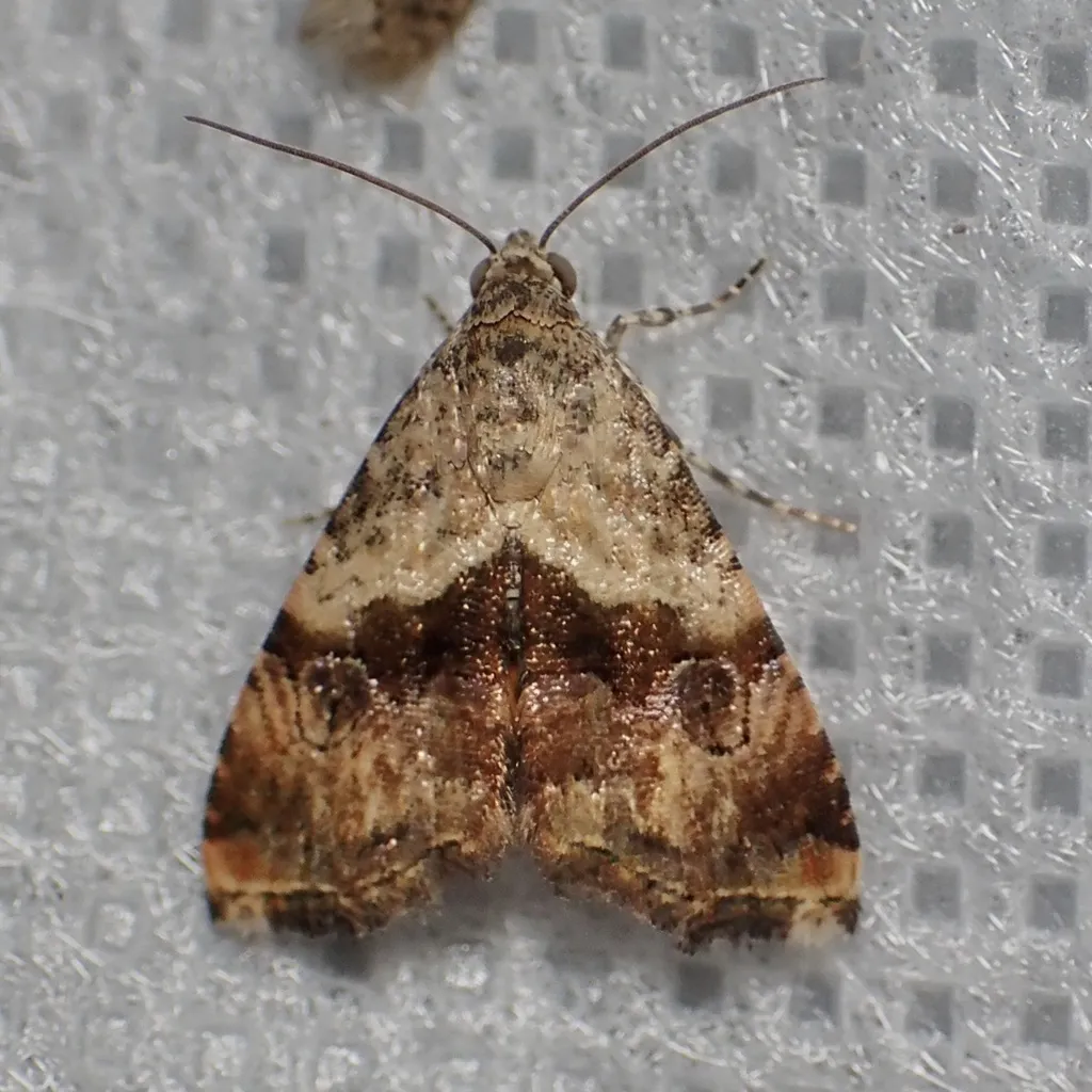 Tripudia limbatus - Hodges#9011 - photo 2