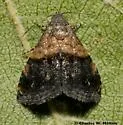 Tripudia luda - Hodges#9006