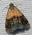 Tripudia luda - Hodges#9006 - photo 2