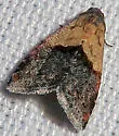 Tripudia luda - Hodges#9006 - photo 3